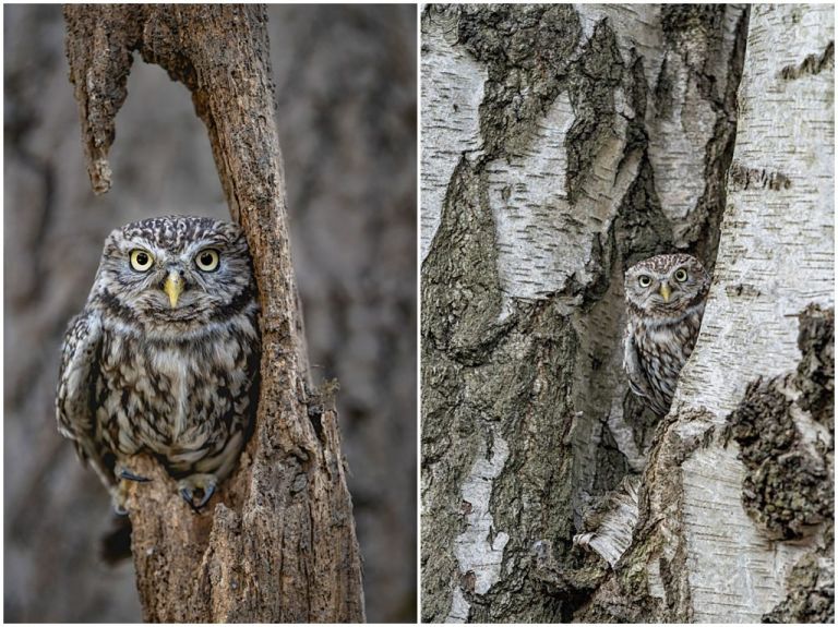 Owl and Bird of prey photography training and experience days Yorkshire