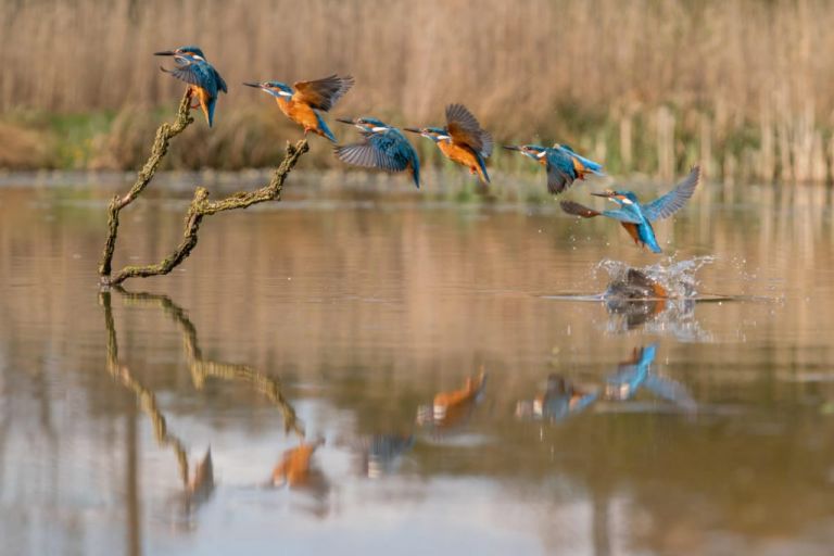 Wildlife Photography Training Courses. Kingfisher hide photography
