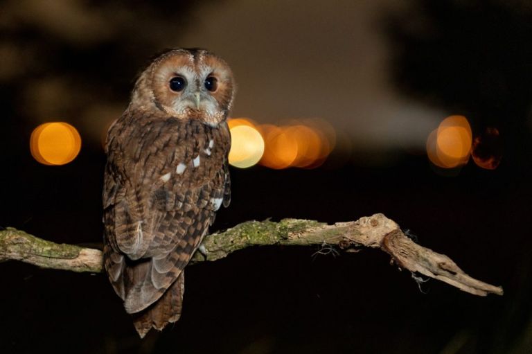 owls and birds of prey photography training