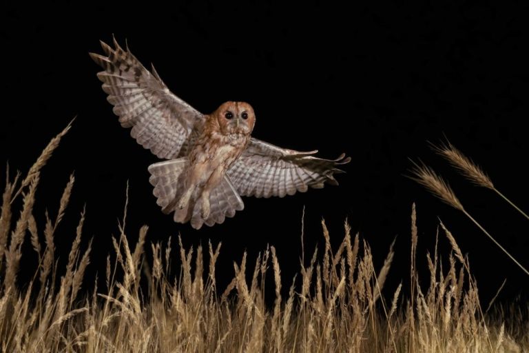 owls and birds of prey photography training